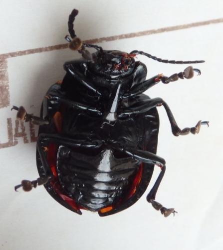 Réf. 221 841 : Platyphora rubropunctata